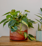 Sunset Planter - Featured in Only Murders in the Building