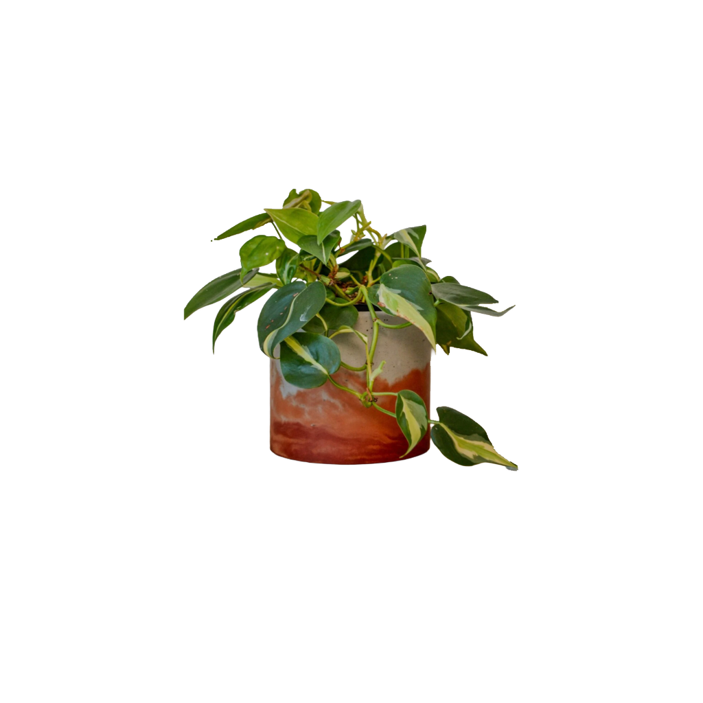 Sunset Planter - Featured in Only Murders in the Building