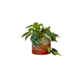 Sunset Planter - Featured in Only Murders in the Building