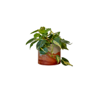 Sunset Planter - Featured in Only Murders in the Building