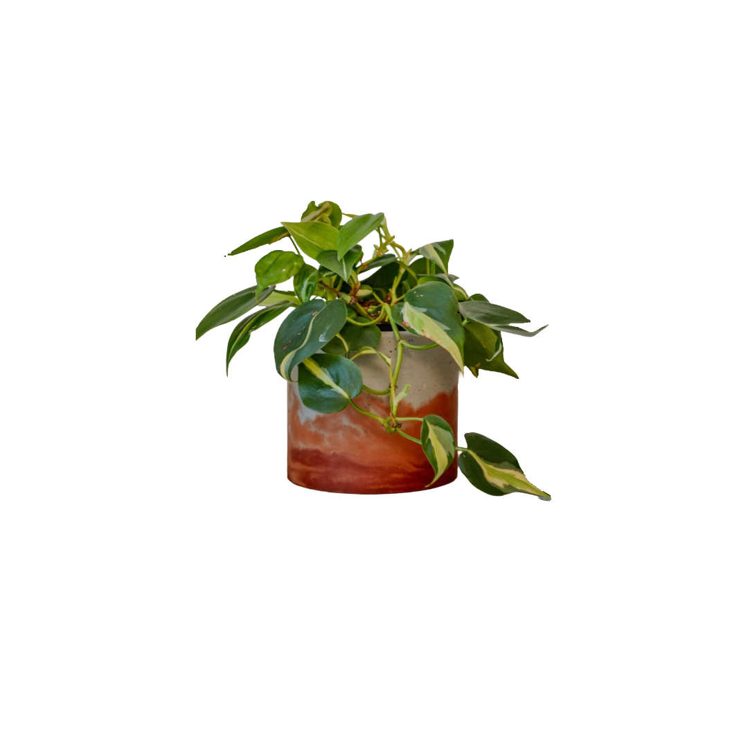 Sunset Planter - Featured in Only Murders in the Building