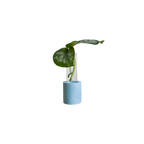Single Concrete Plant Propagation Test tube Stand