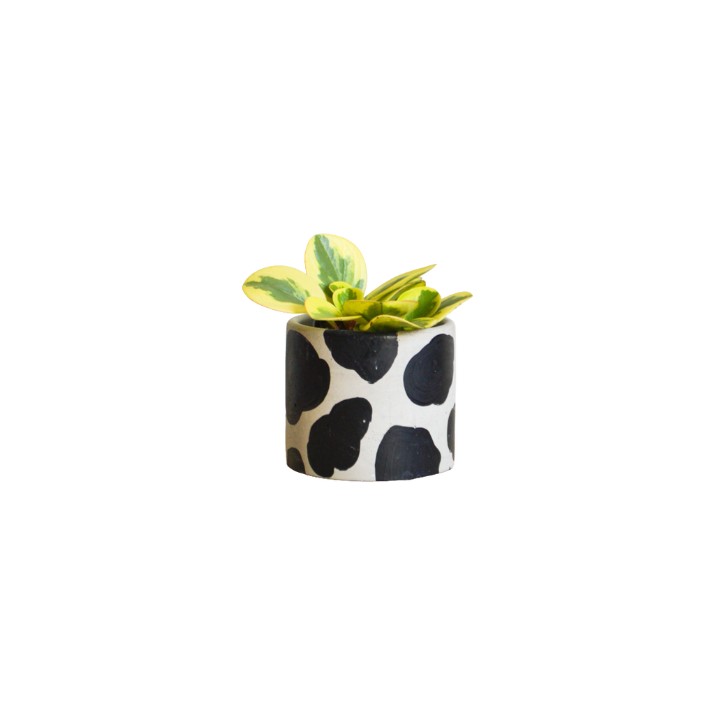 Handpainted Cow Planter | multiple sizes