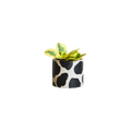 Handpainted Cow Planter | multiple sizes