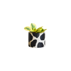Handpainted Cow Planter | multiple sizes